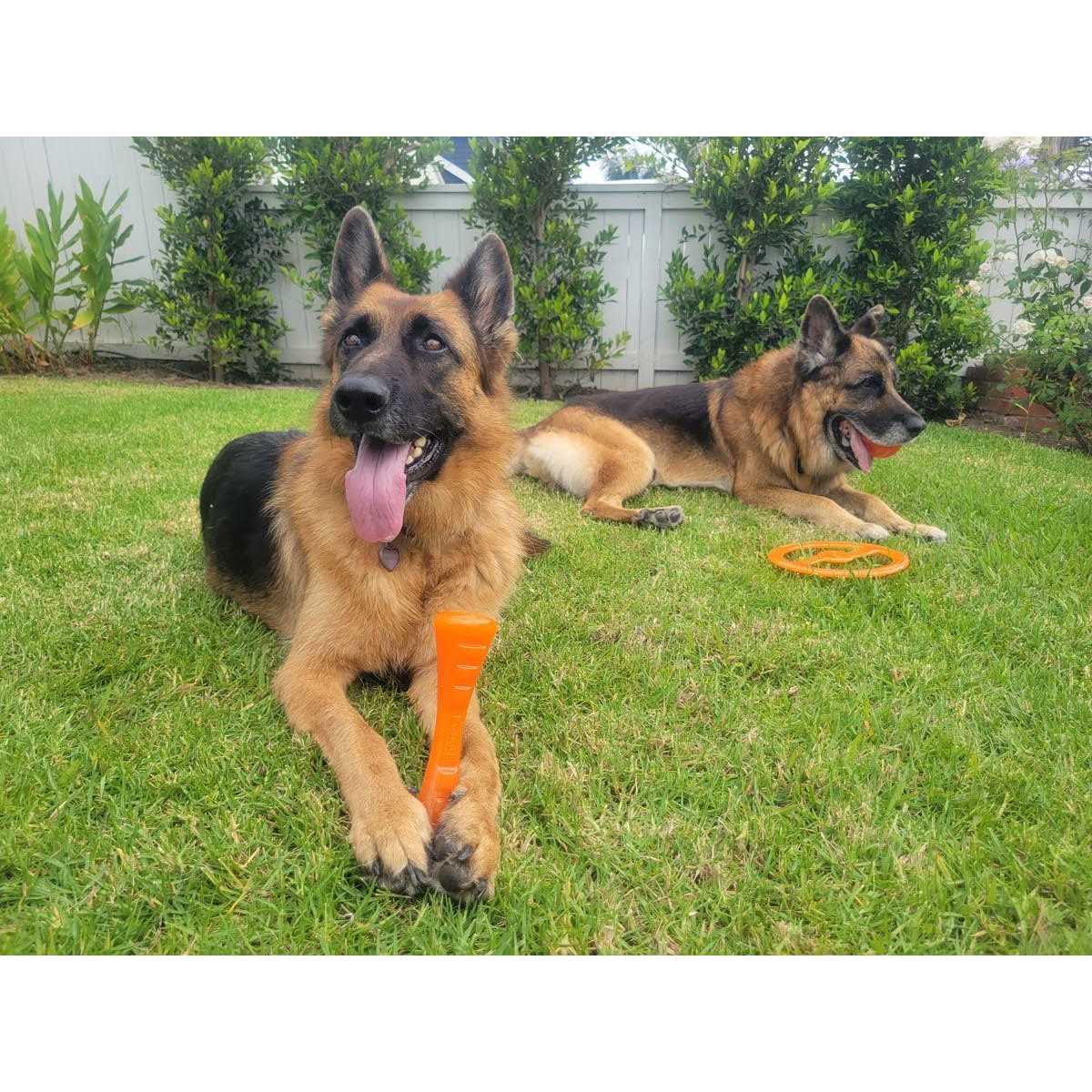 Dog Toy G27585