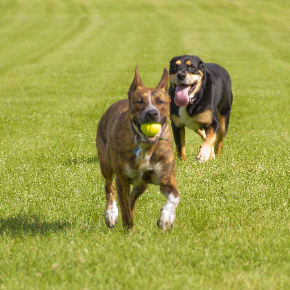 Dog Toy C890775