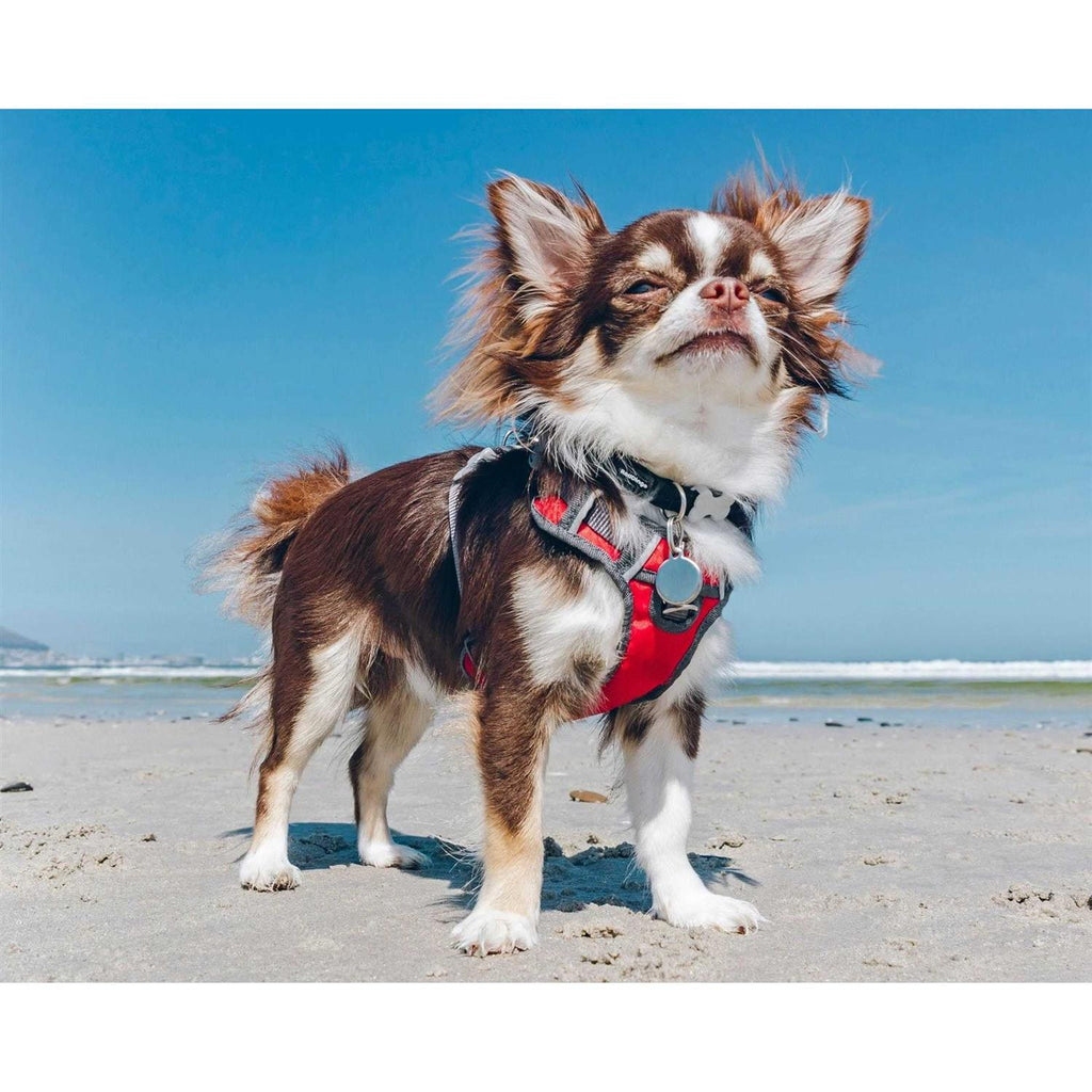 Red Dingo Padded Dog Harness J300283