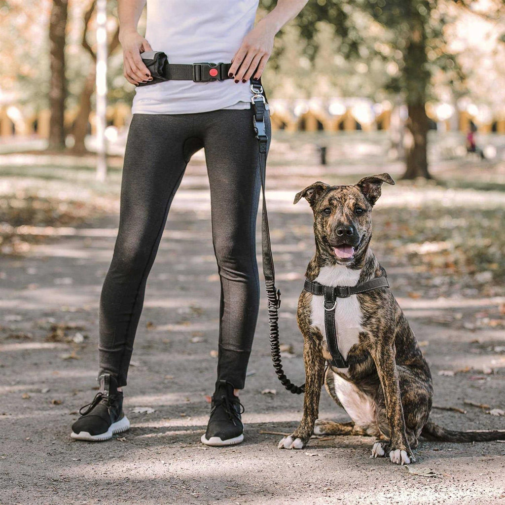 Waist Belt & Bungee Leash J98552