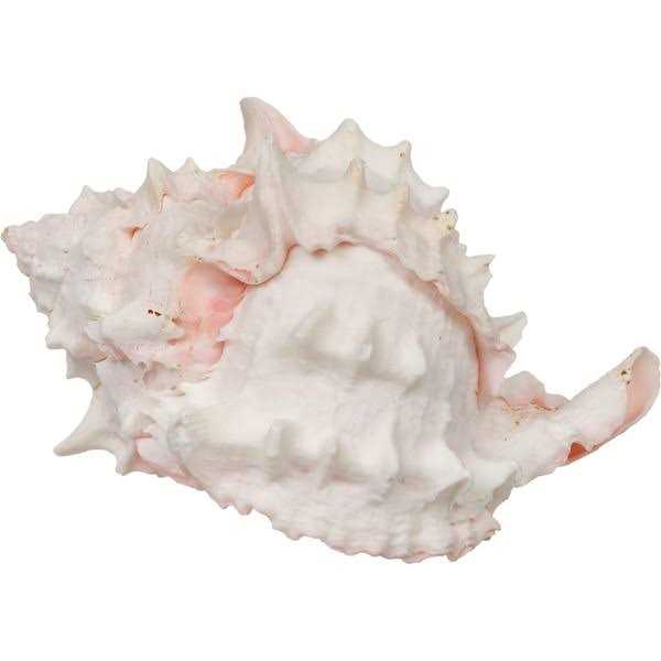 Hermit Crab Shell O1701