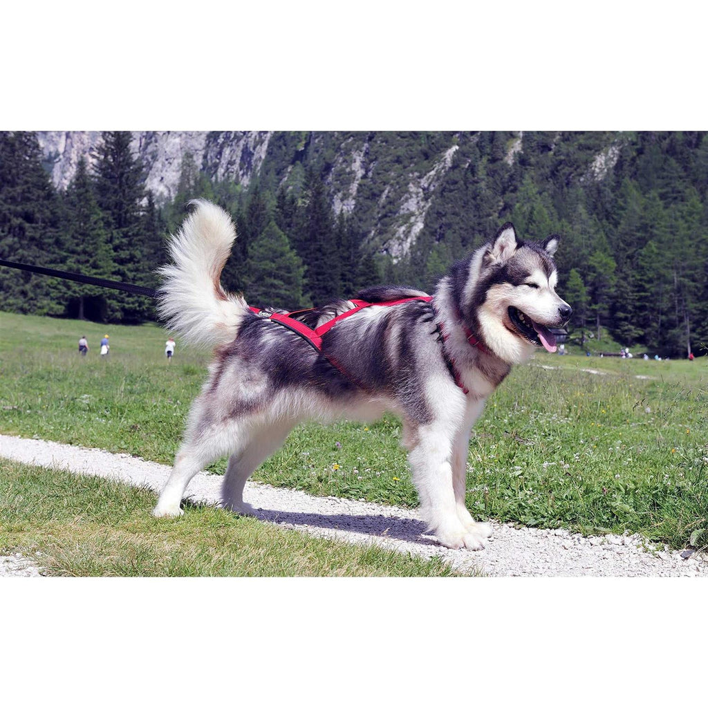 Dog Pulling Harness S625774