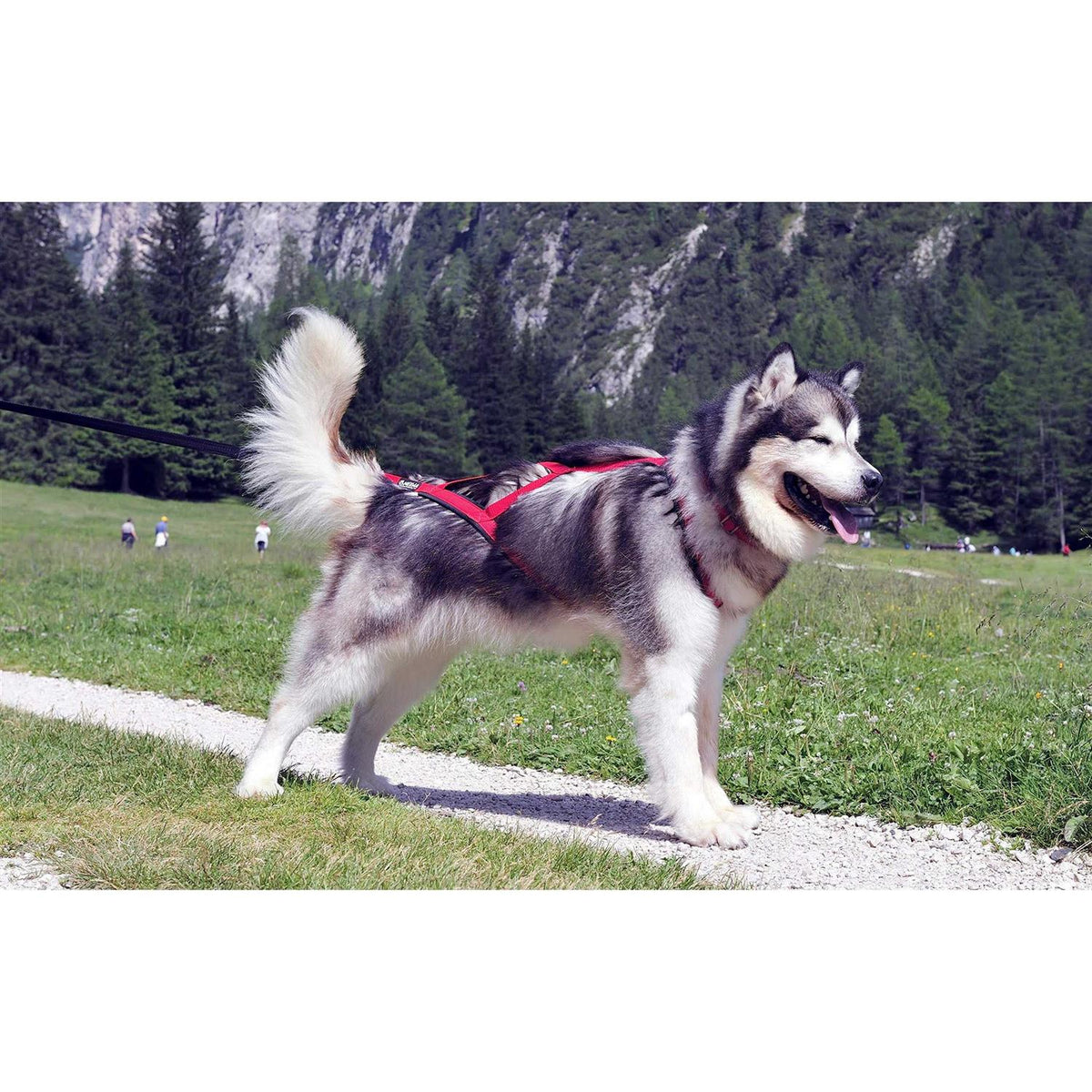 Dog Pulling Harness S625774