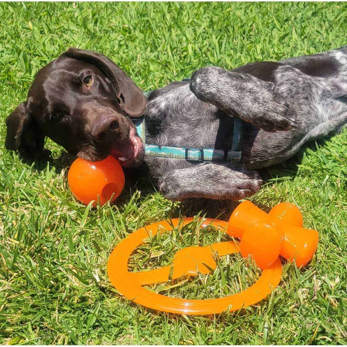 Dog Toy G27585