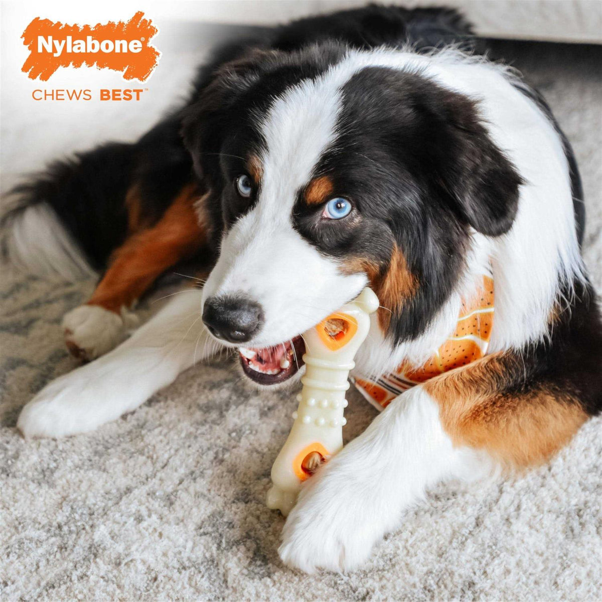 Dog Treat Refills F2543