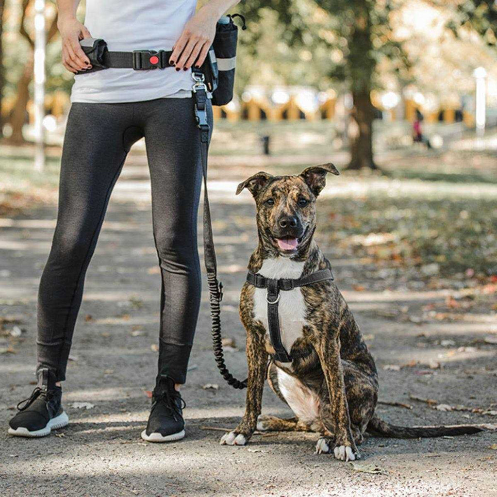 Waist Belt & Bungee Leash J98552