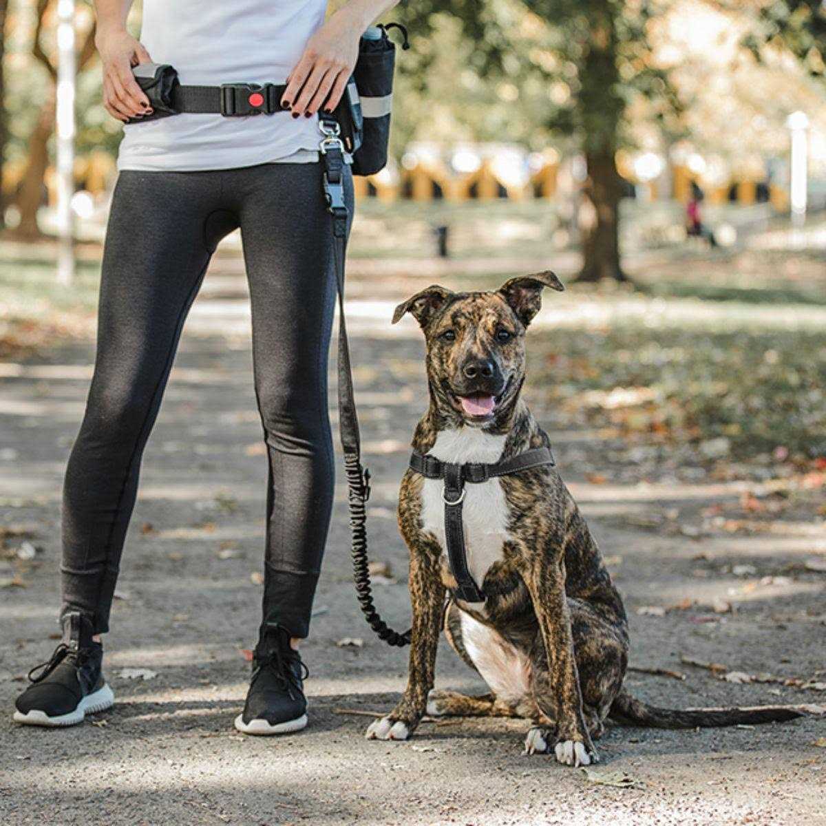 Waist Belt & Bungee Leash J98552