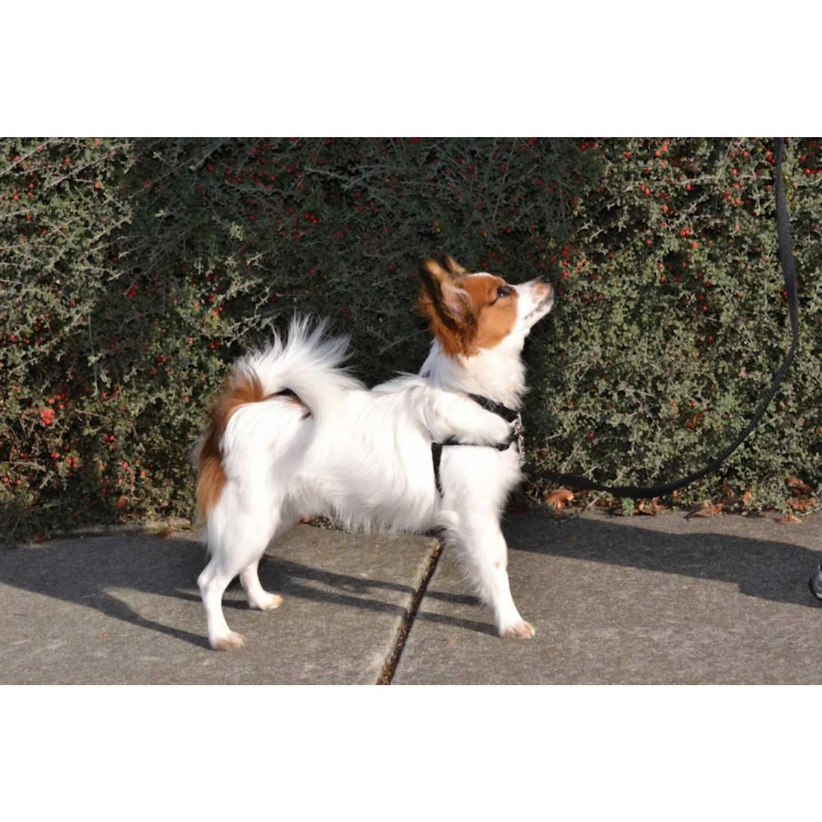 No Pull Dog Harness H167525