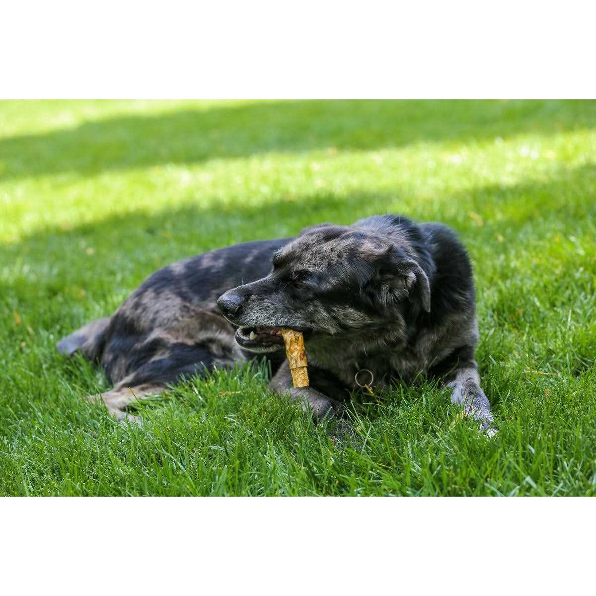 Beef Pizzle Stuffed Esophagus 3 Pack D23584