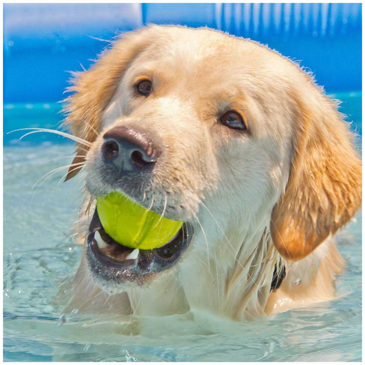 Dog Toy C890775