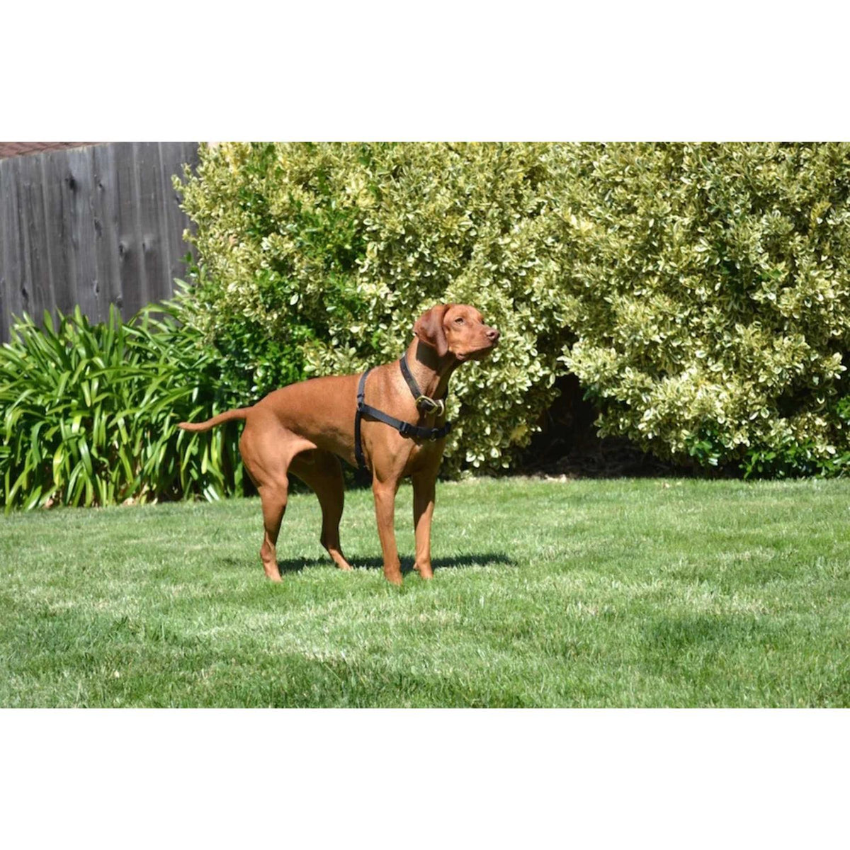 No Pull Dog Harness H167525
