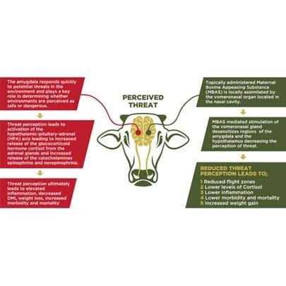 Maternal Bovine Appeasing Substance I535678